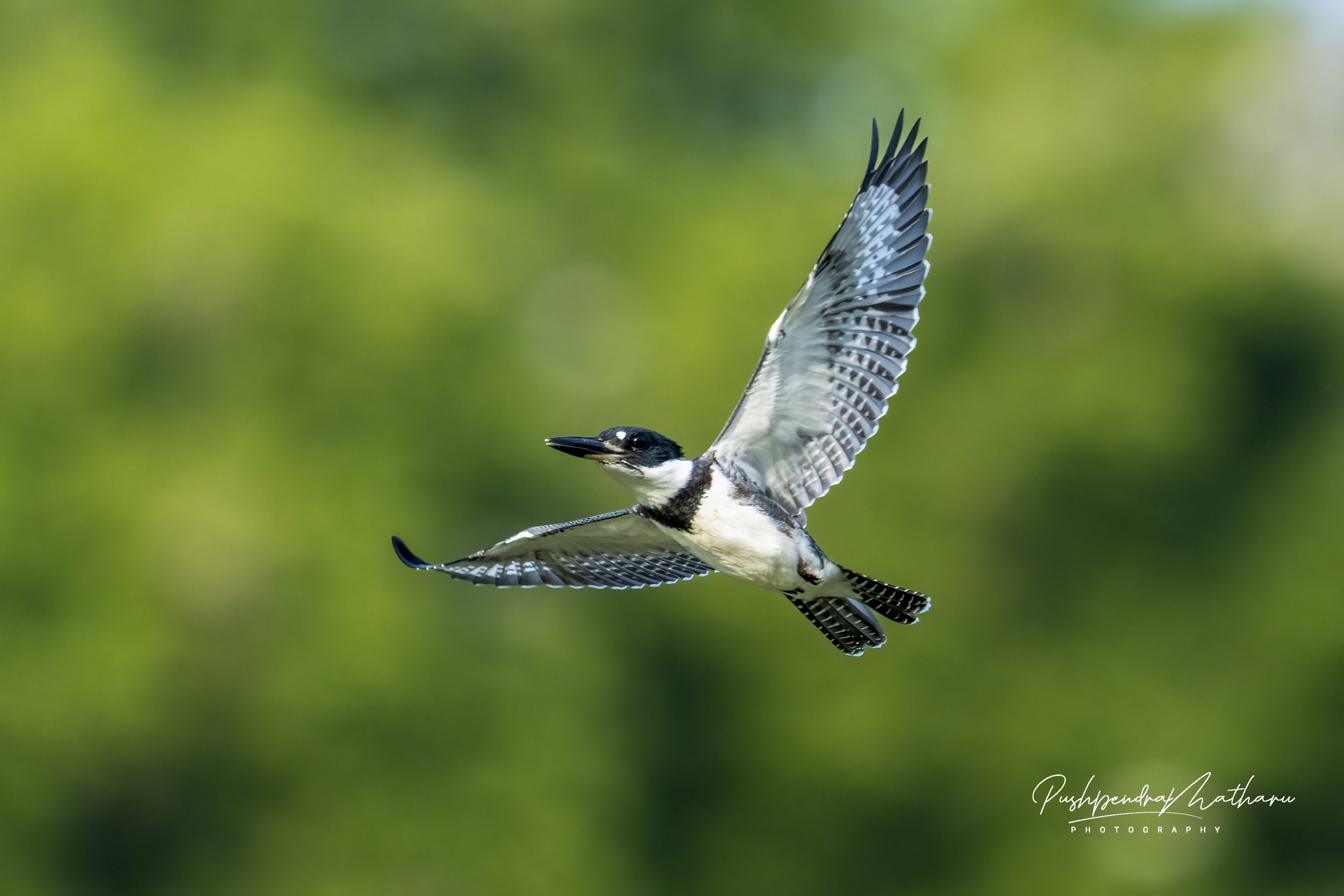 Belted Kingfisher