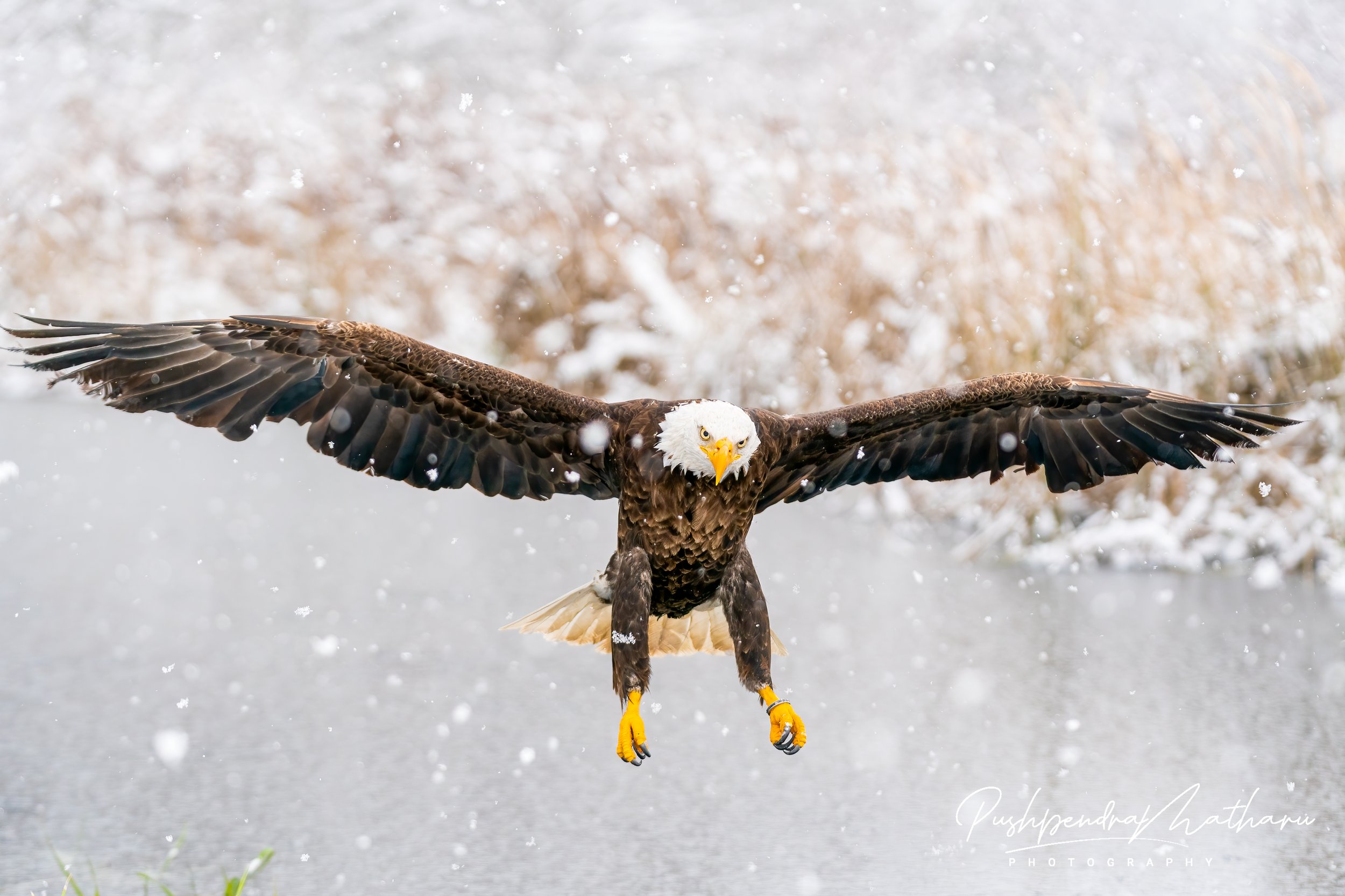 Bald Eagle in winter wonderland