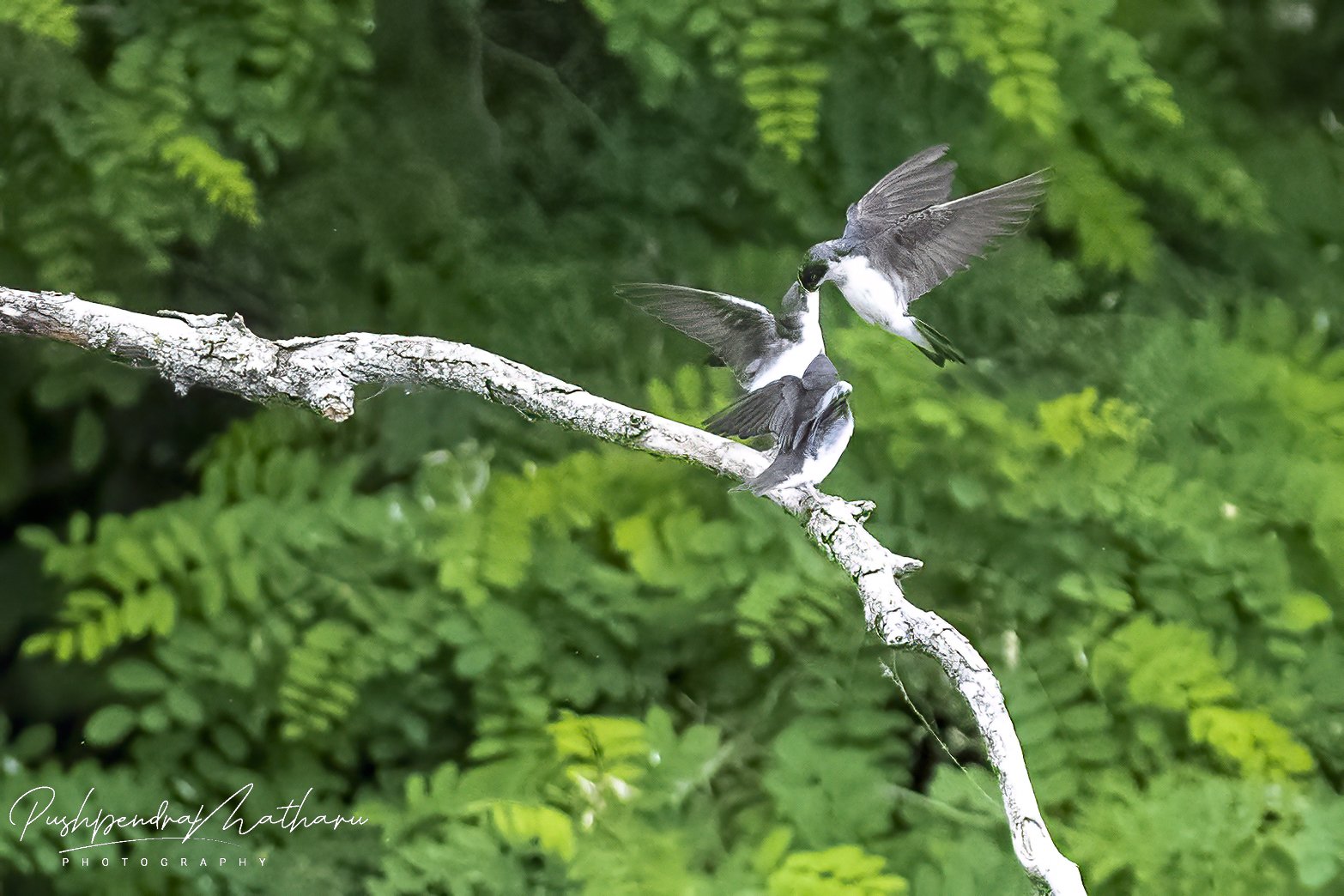 Bank Swallows feeding Juvenile