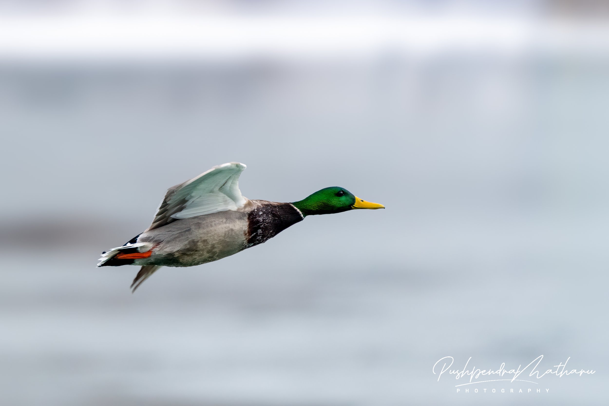 Mallard Duck in flight