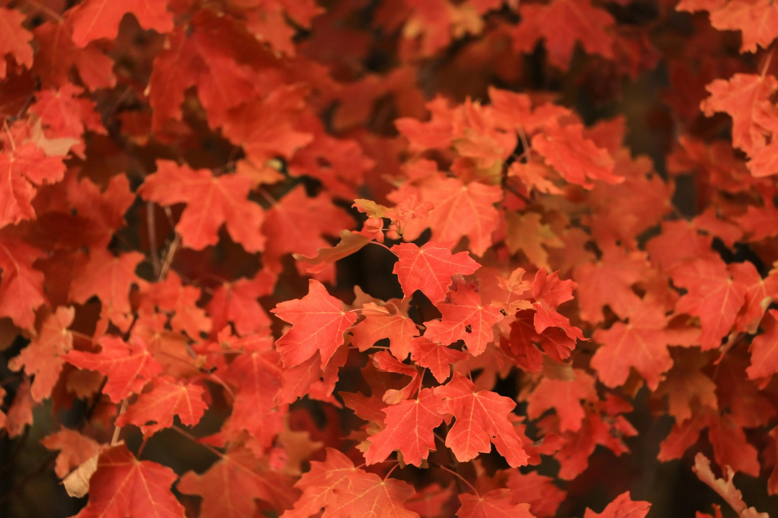 Close-up of vibrant orange and red autumn maple leaves.