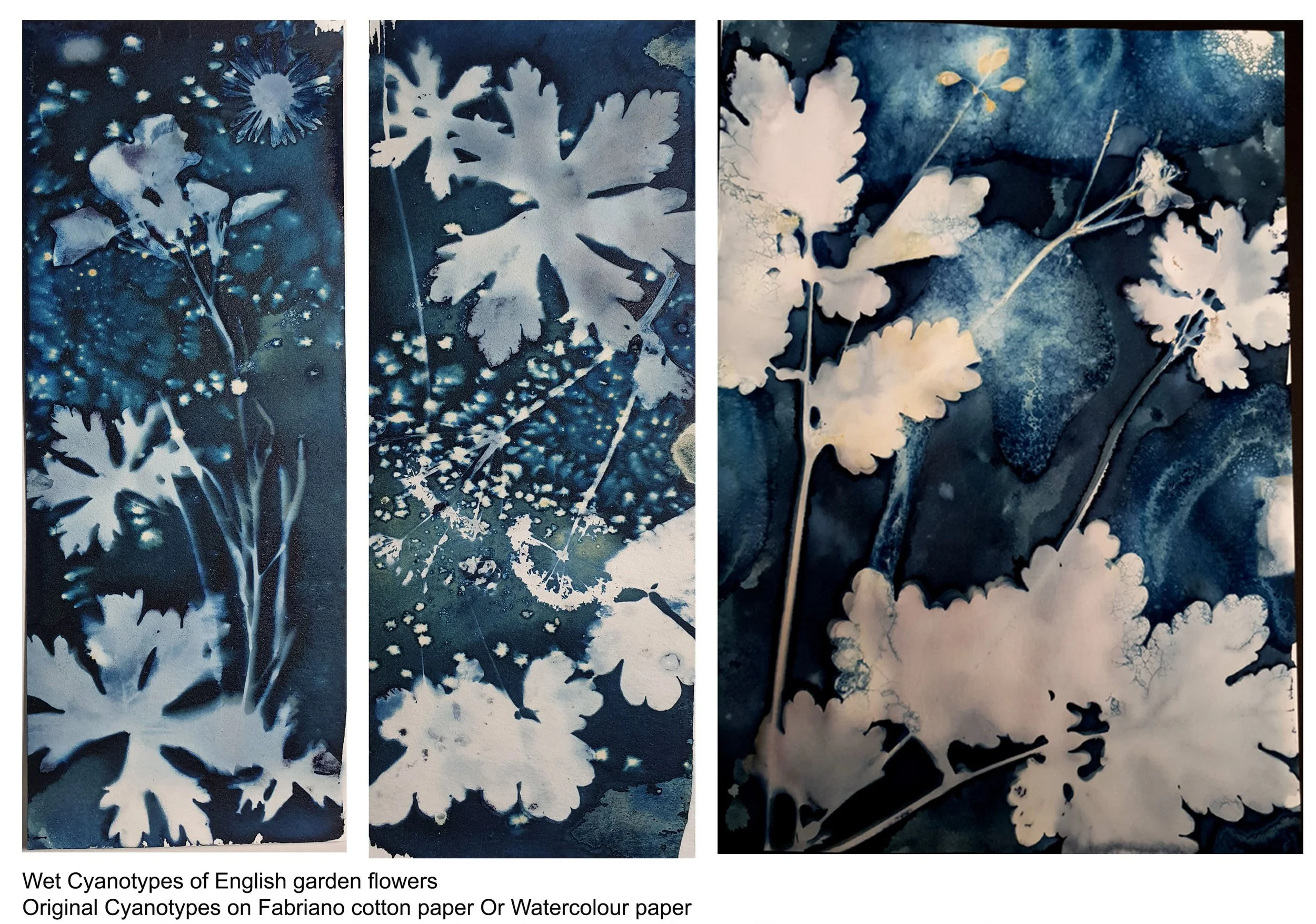 Wet Cyanotypes prices cropped out.jpg