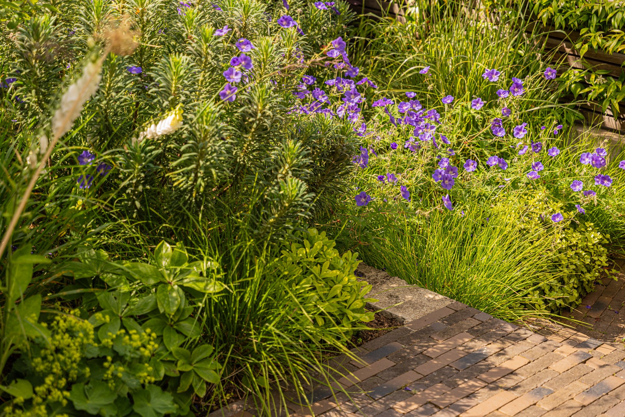 A garden bed with various green plants and purple flowers next to a brick pathway.