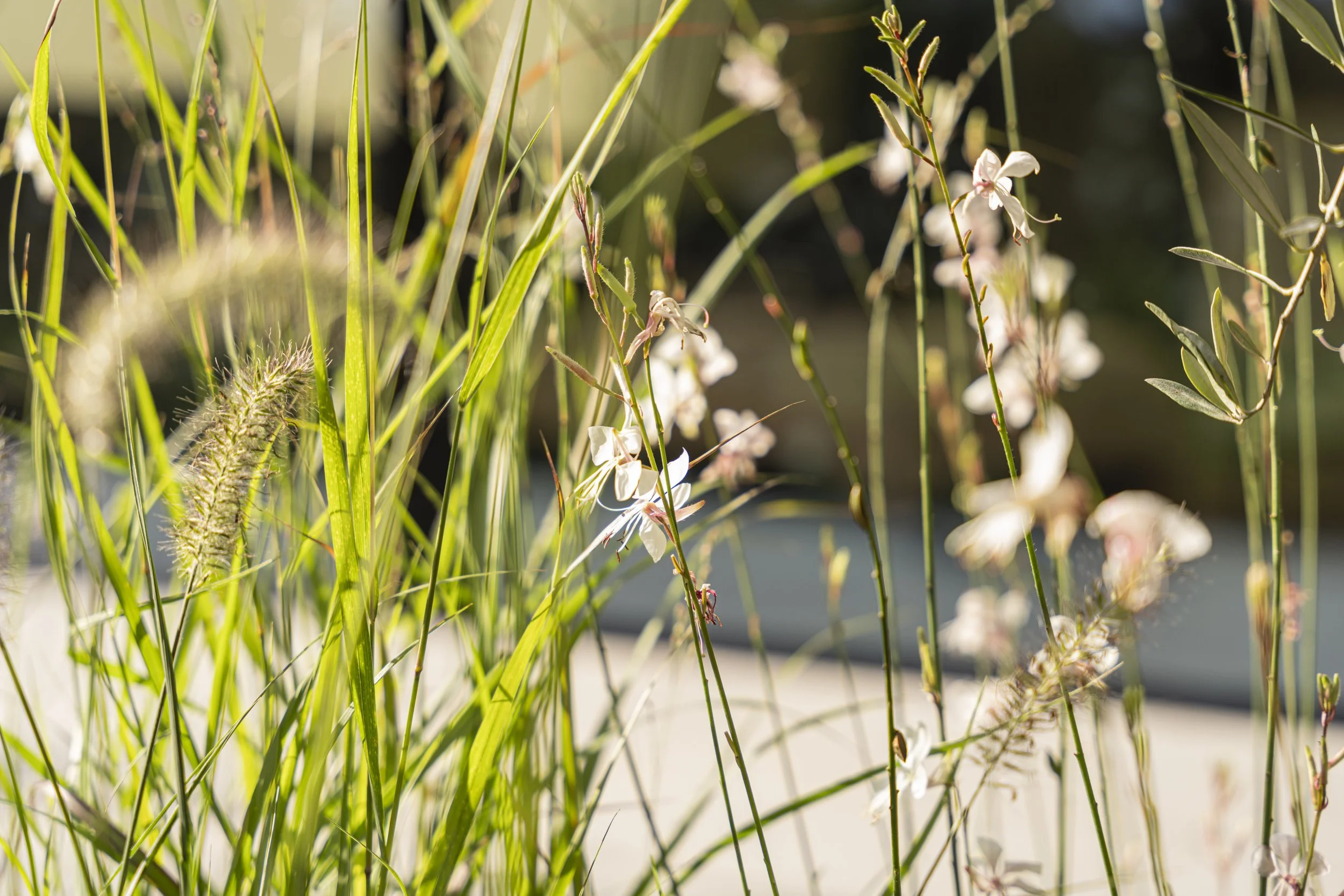 ©Emily-Hillier-Suburban-Garden-01-8304.jpg