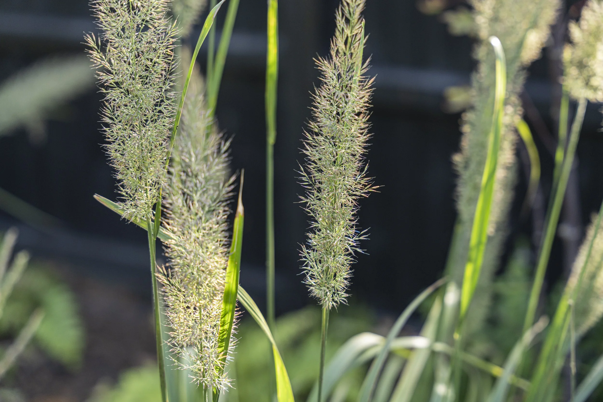 ©Emily-Hillier-Suburban-Garden-01-8356.jpg