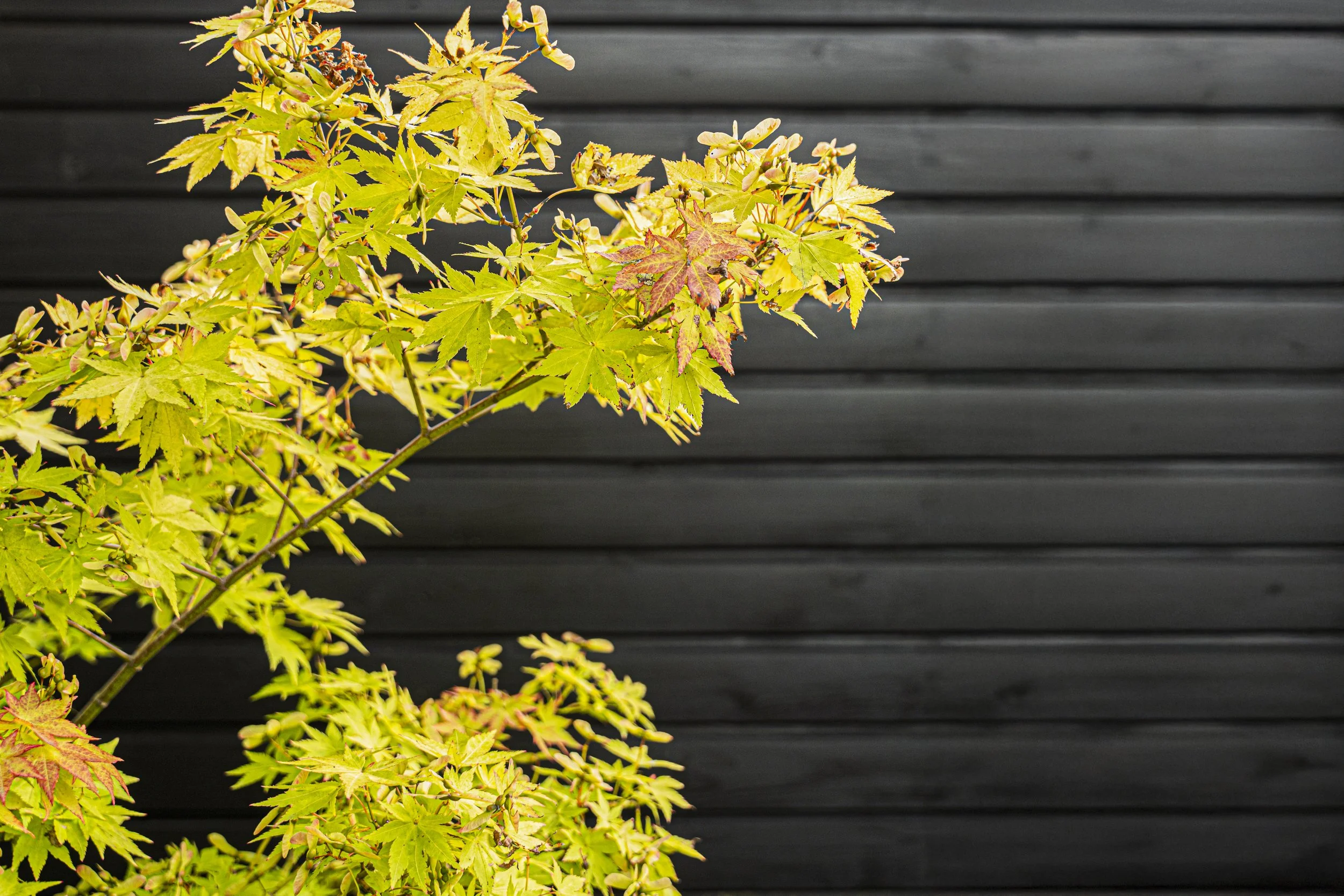 ©Emily-Hillier-London-Garden-02-7719.jpg