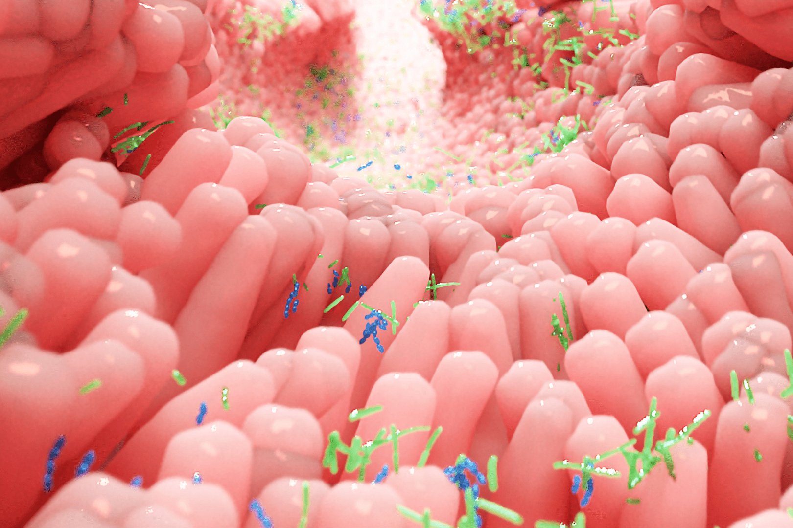 Healthy Intestinal Flora Probiotics