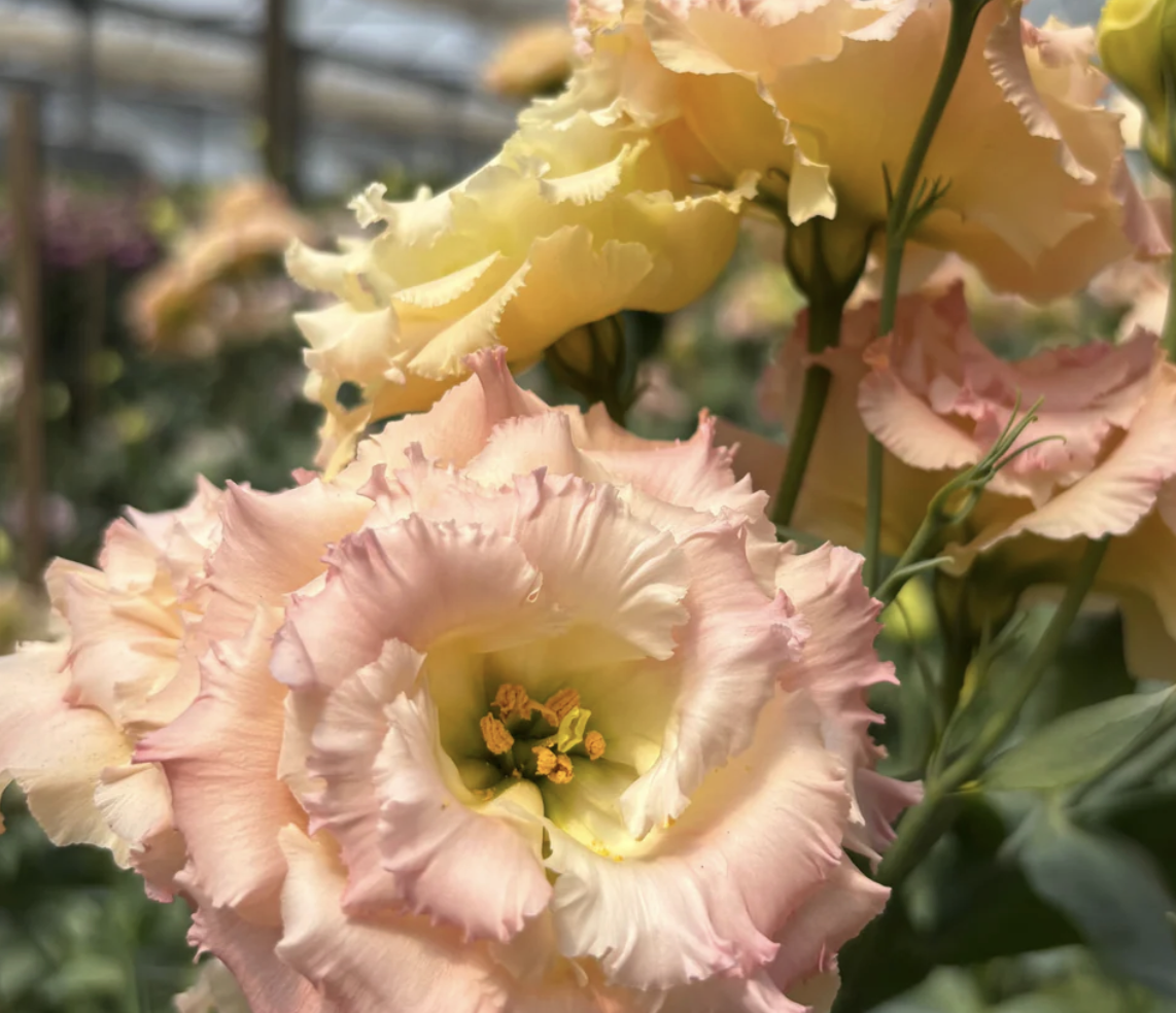 Voyage Champagne III