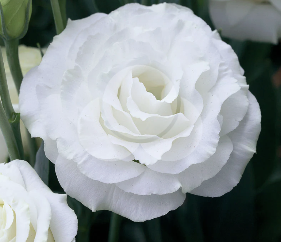 Chroma Silky White III