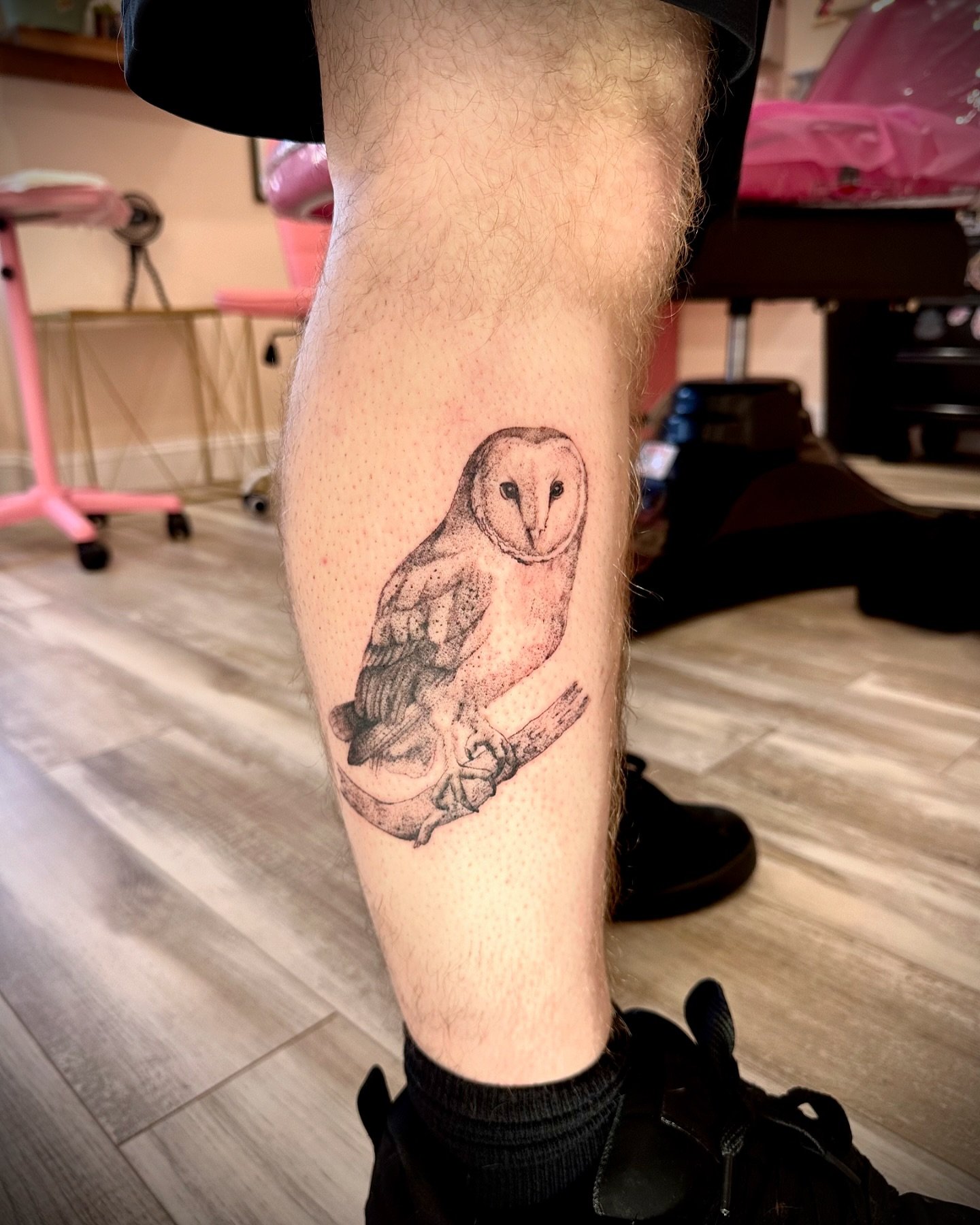 Sweet barn owl 🦉 ✨