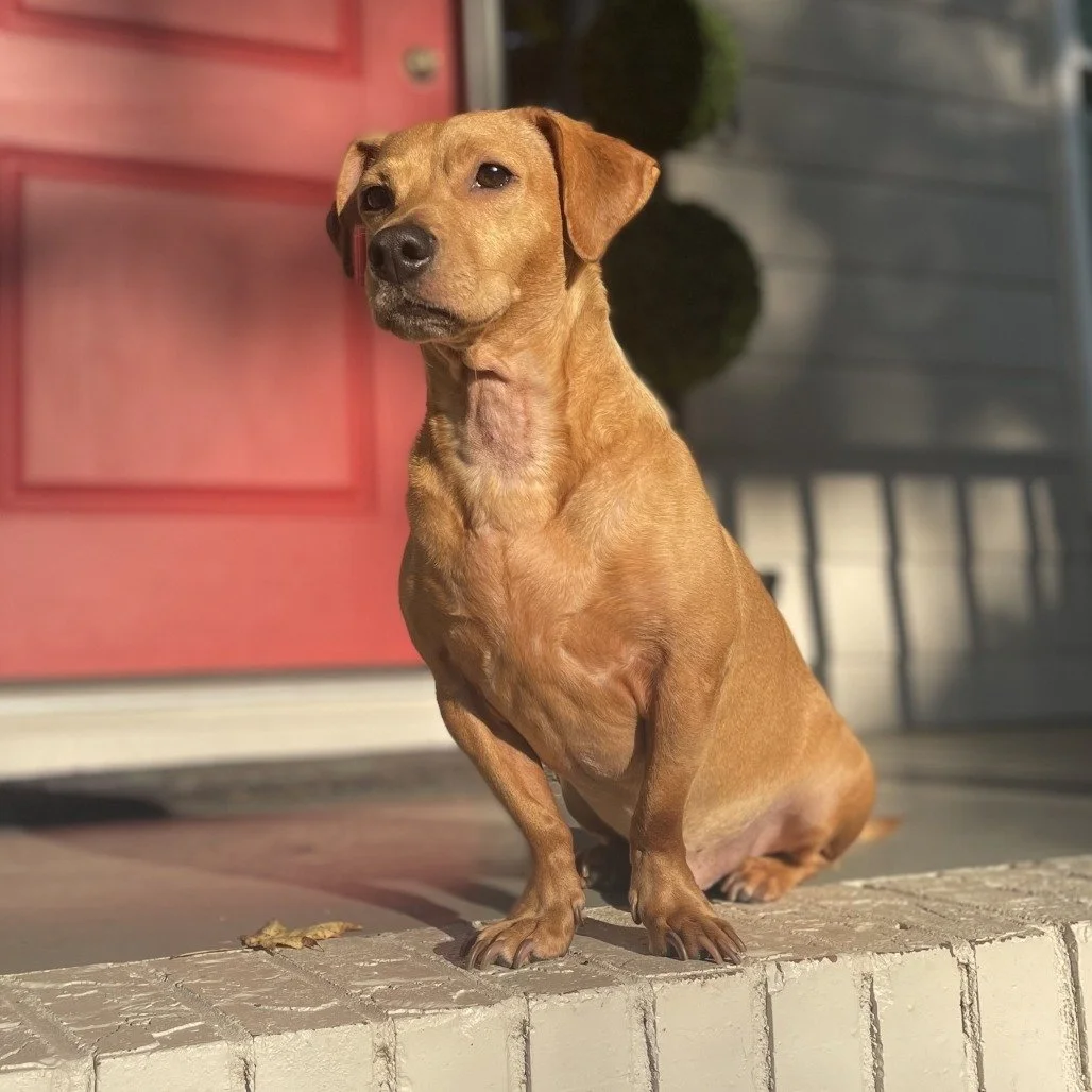 SNOOP