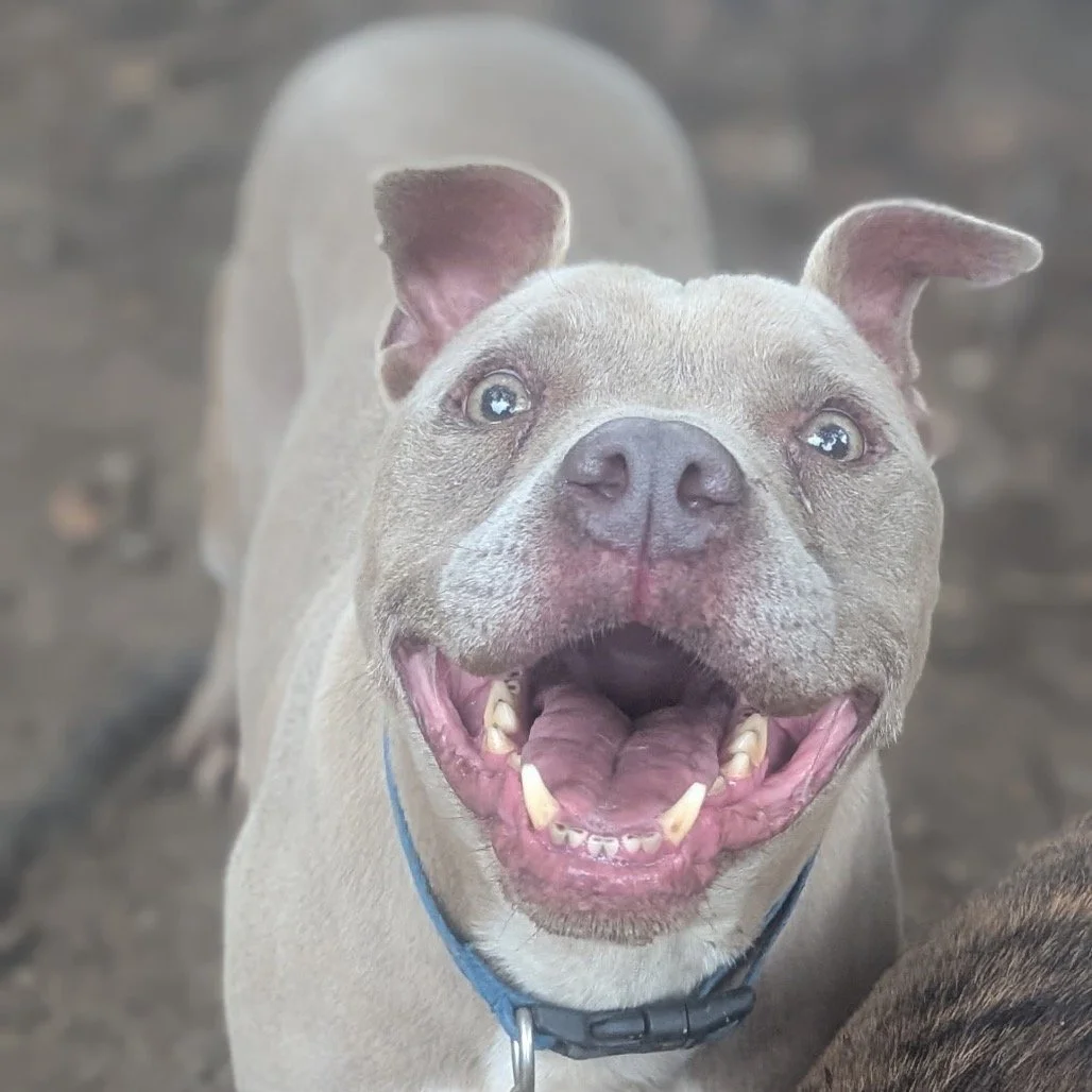 DOZER