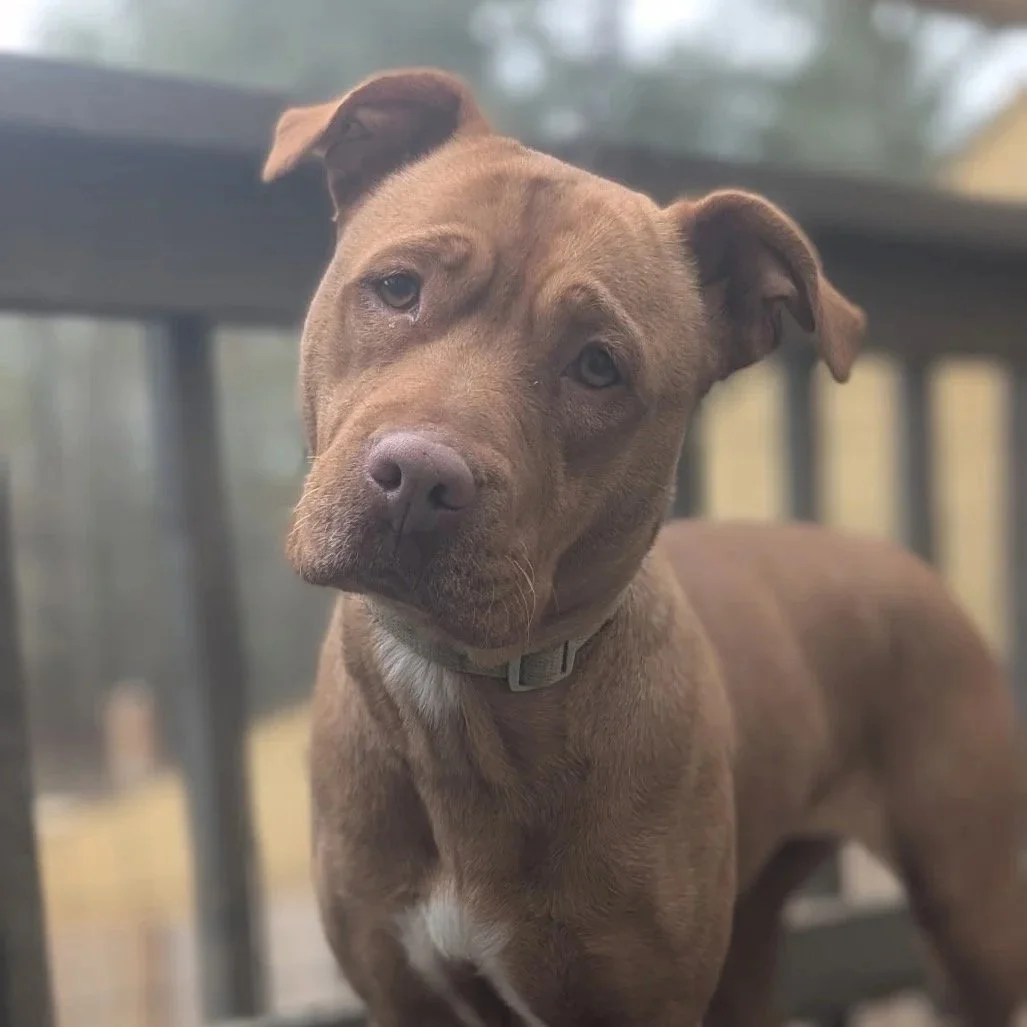 ZENA