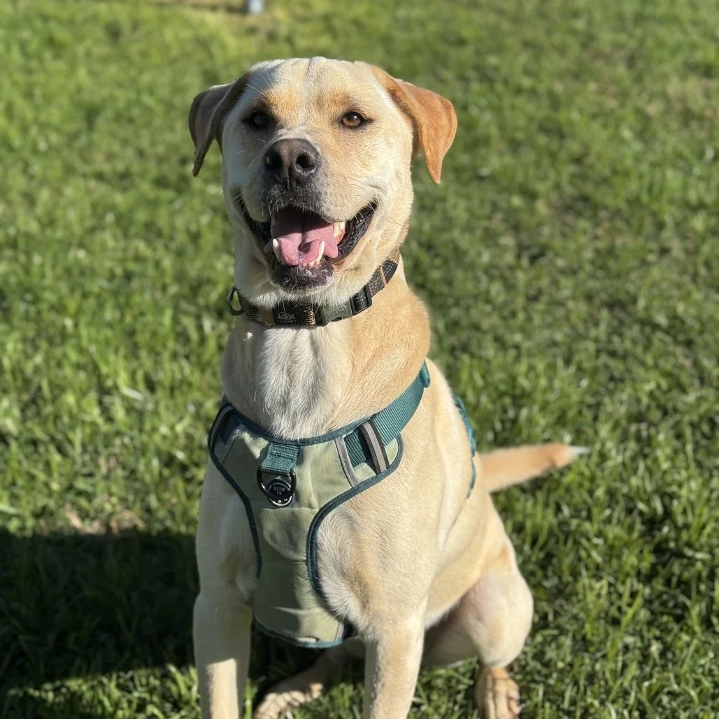 LOUIE