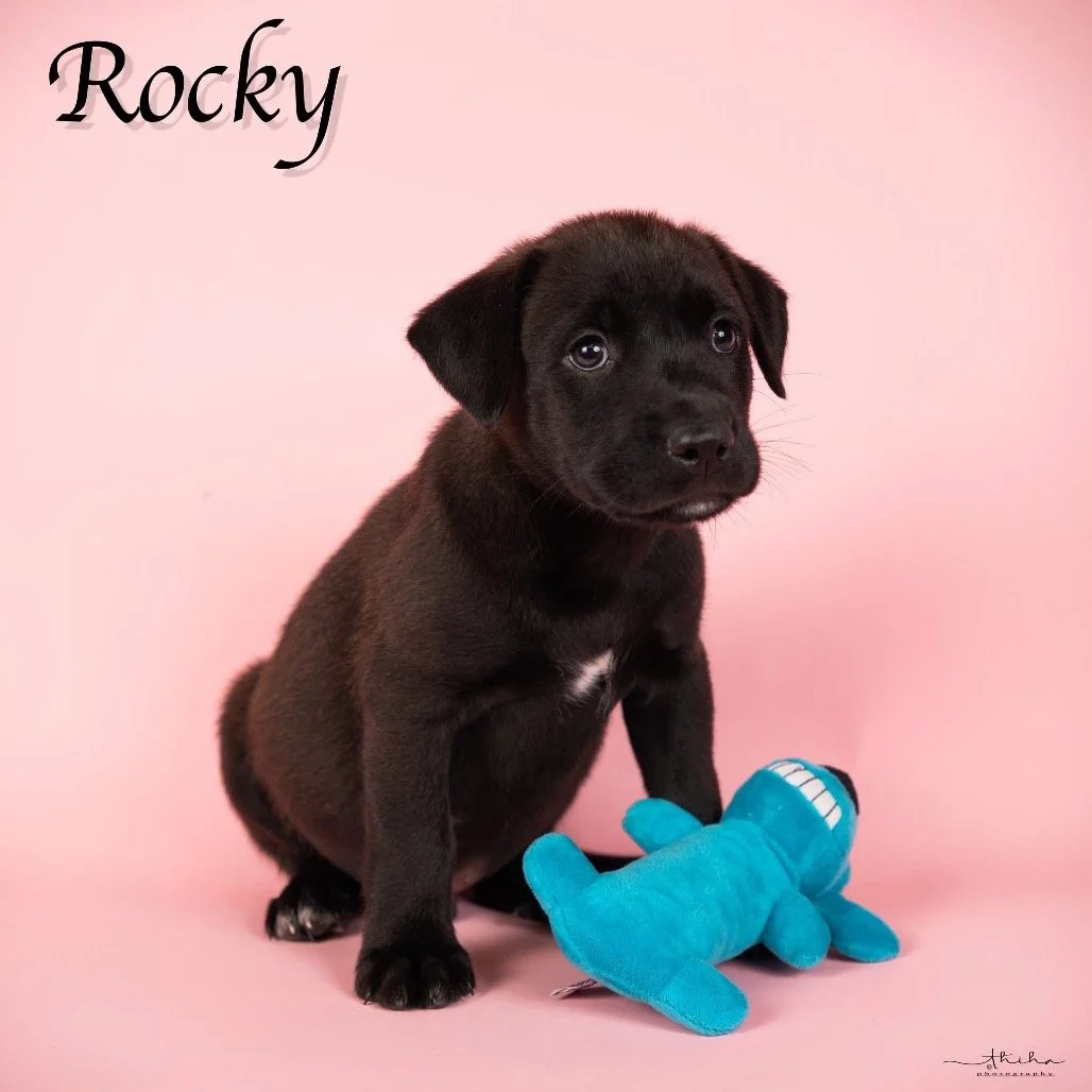 ROCKY