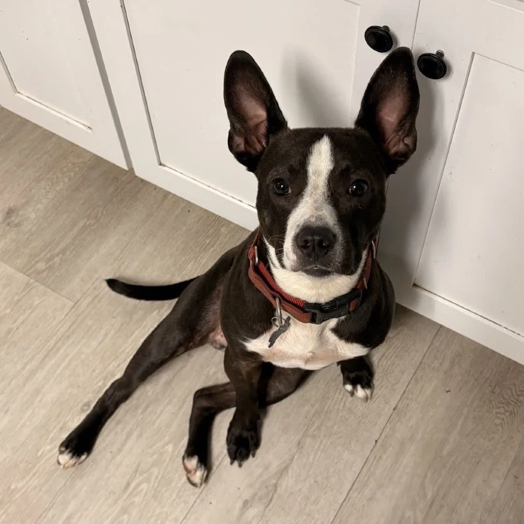 WINSTON