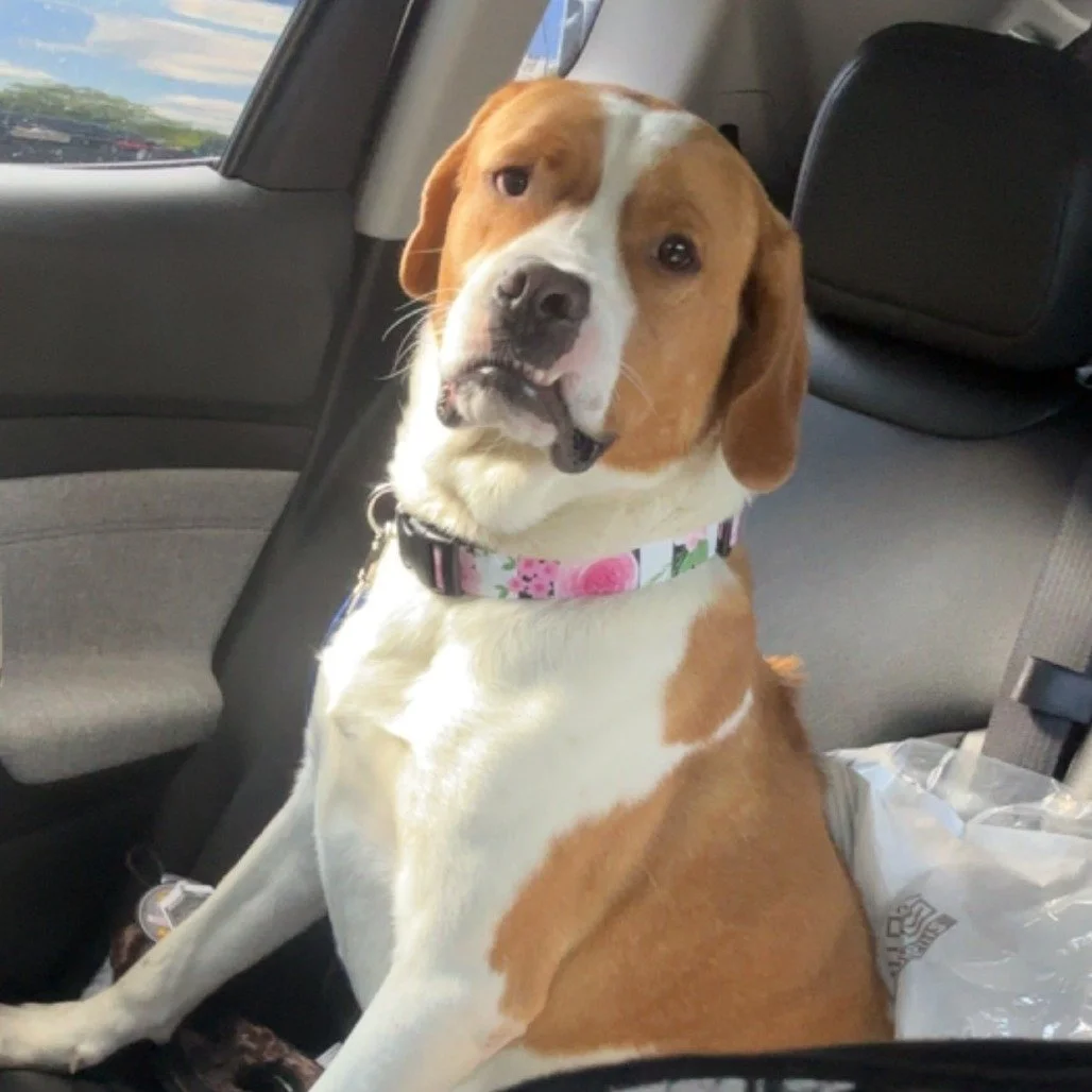 DEXTER