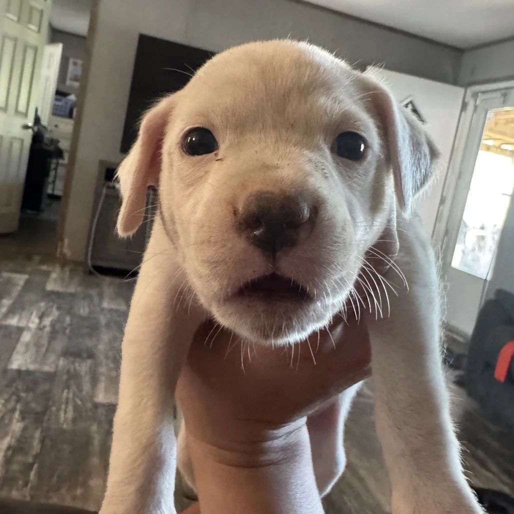 LUCY