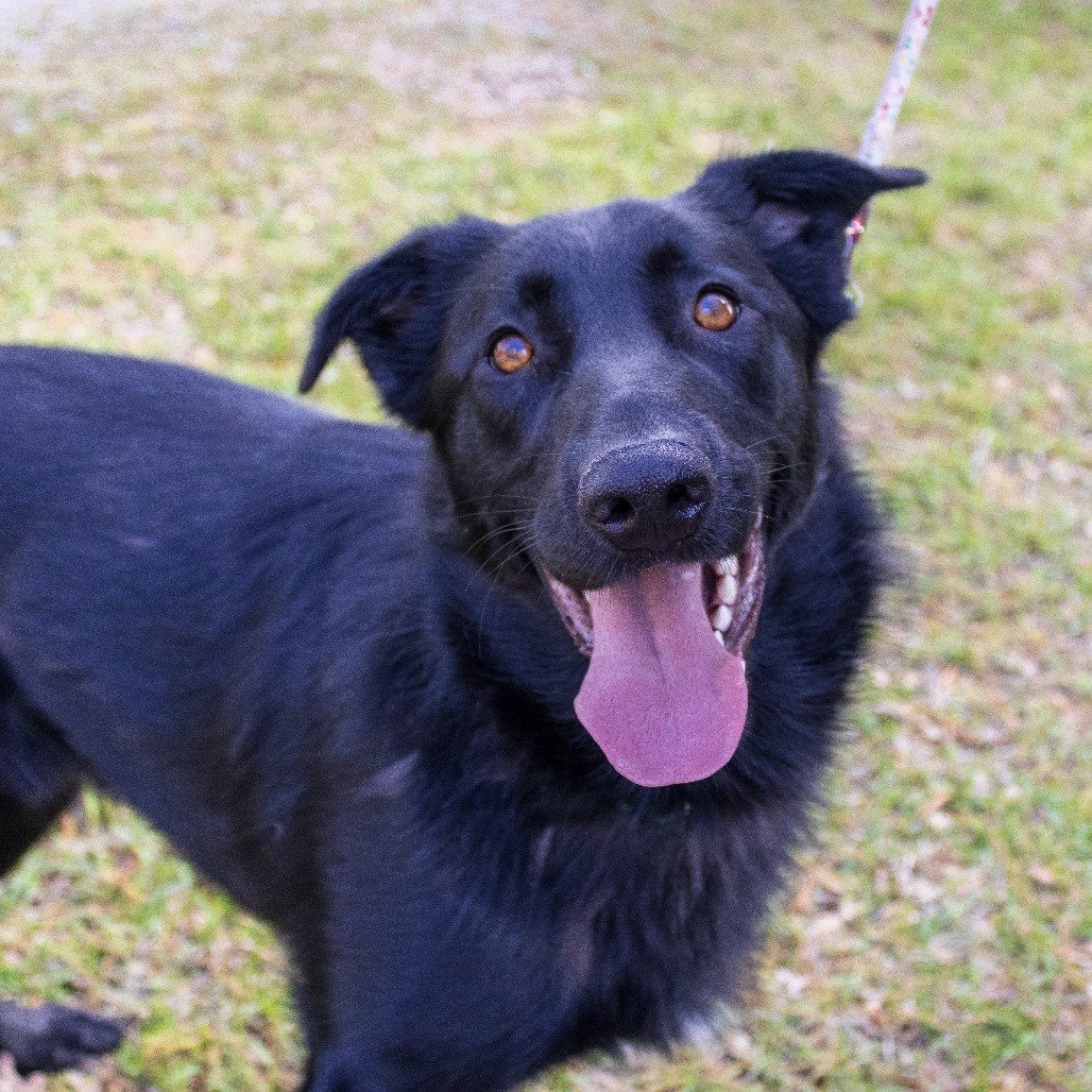 SIRIUS