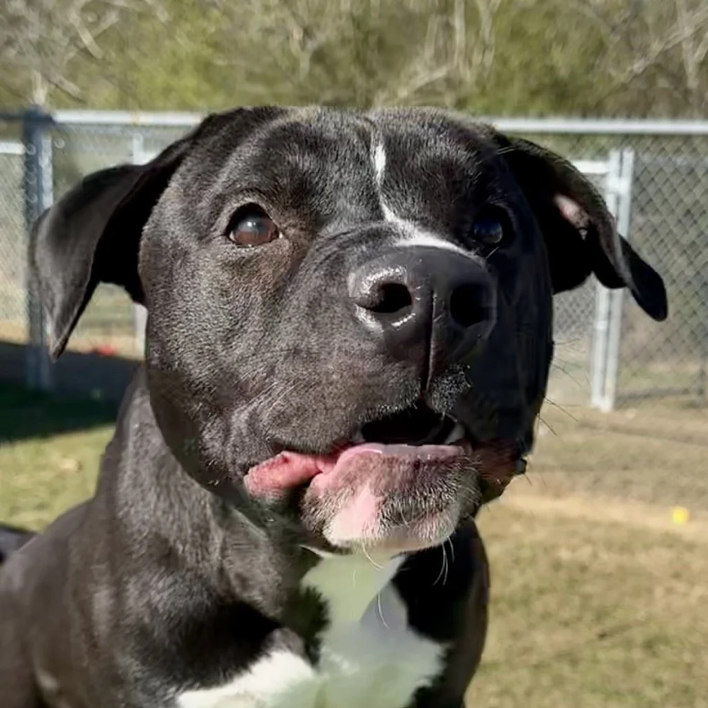 HOGAN