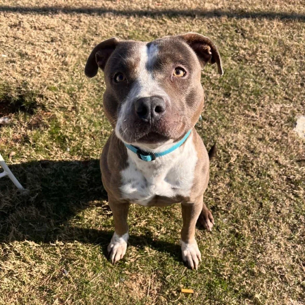 A medium-sized dog with a brown and white coat, sitting outdoors on grass, wearing a blue collar, looking directly at the camera.