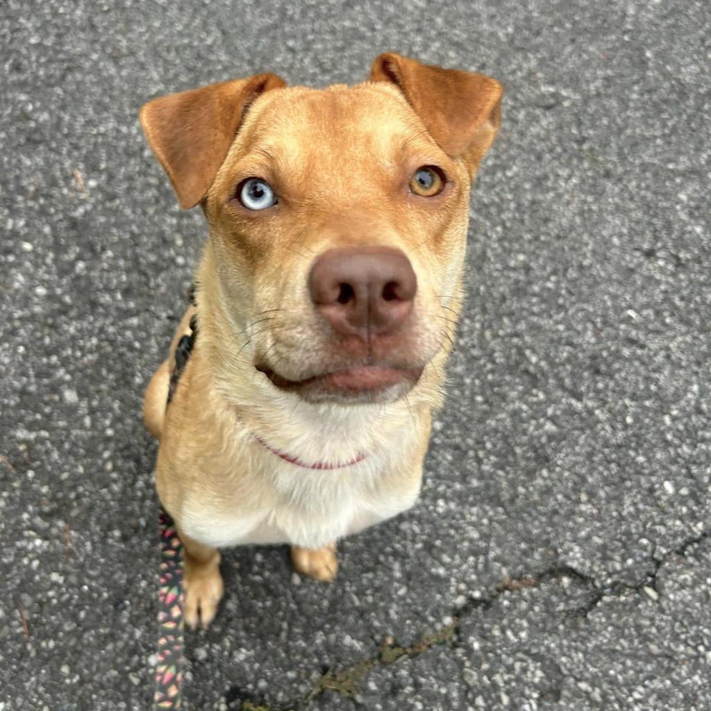 CANELO