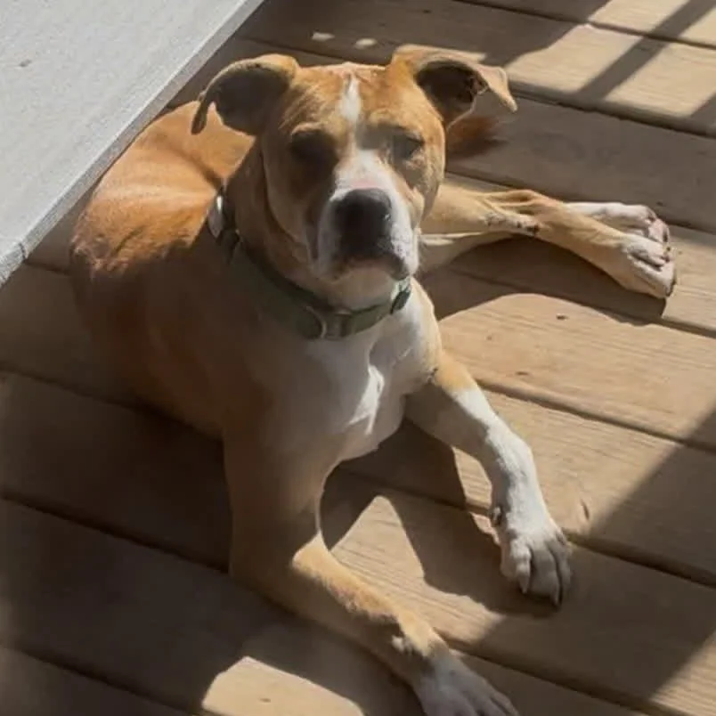 BUDDY