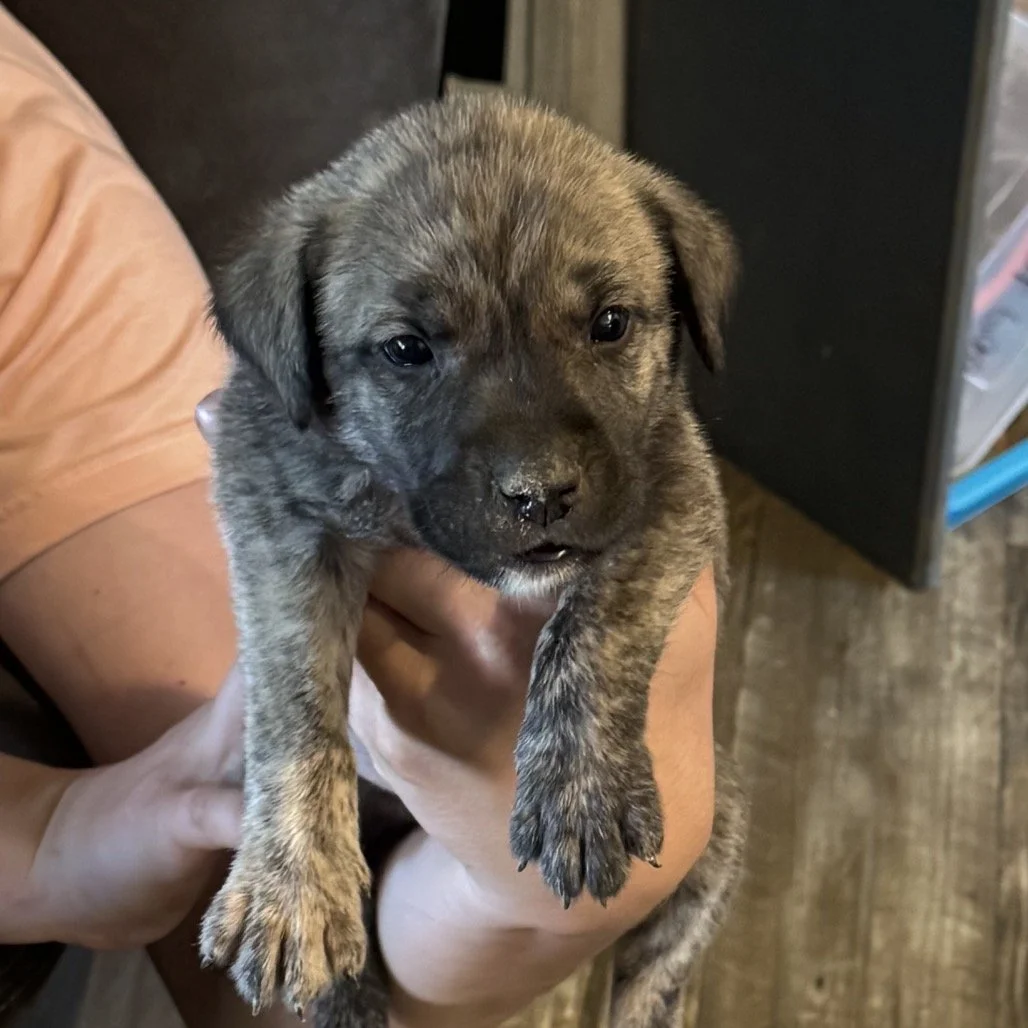 CASH (FORMERLY GRUMPY)