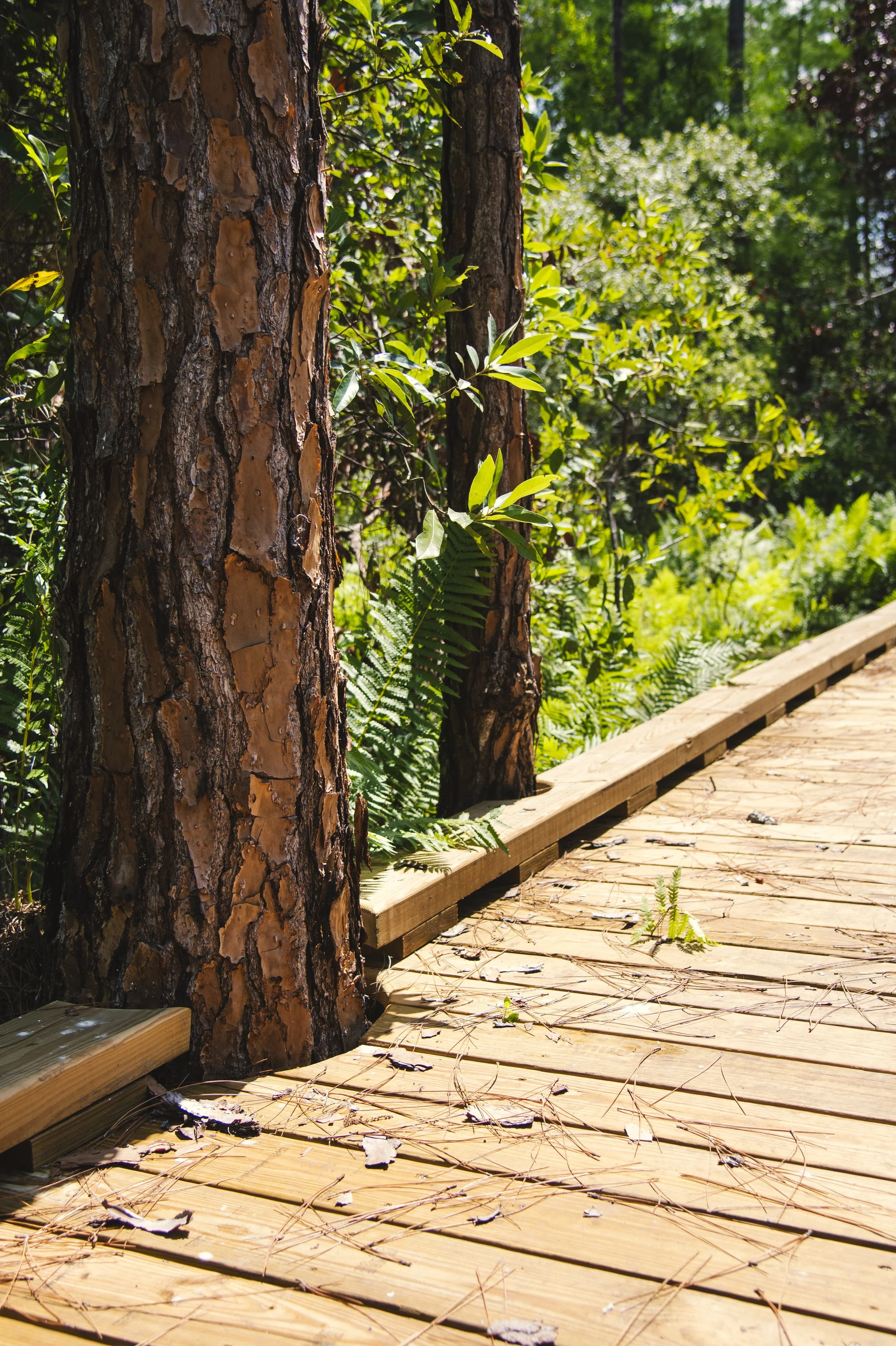 TavistockBoardwalk-10.jpg