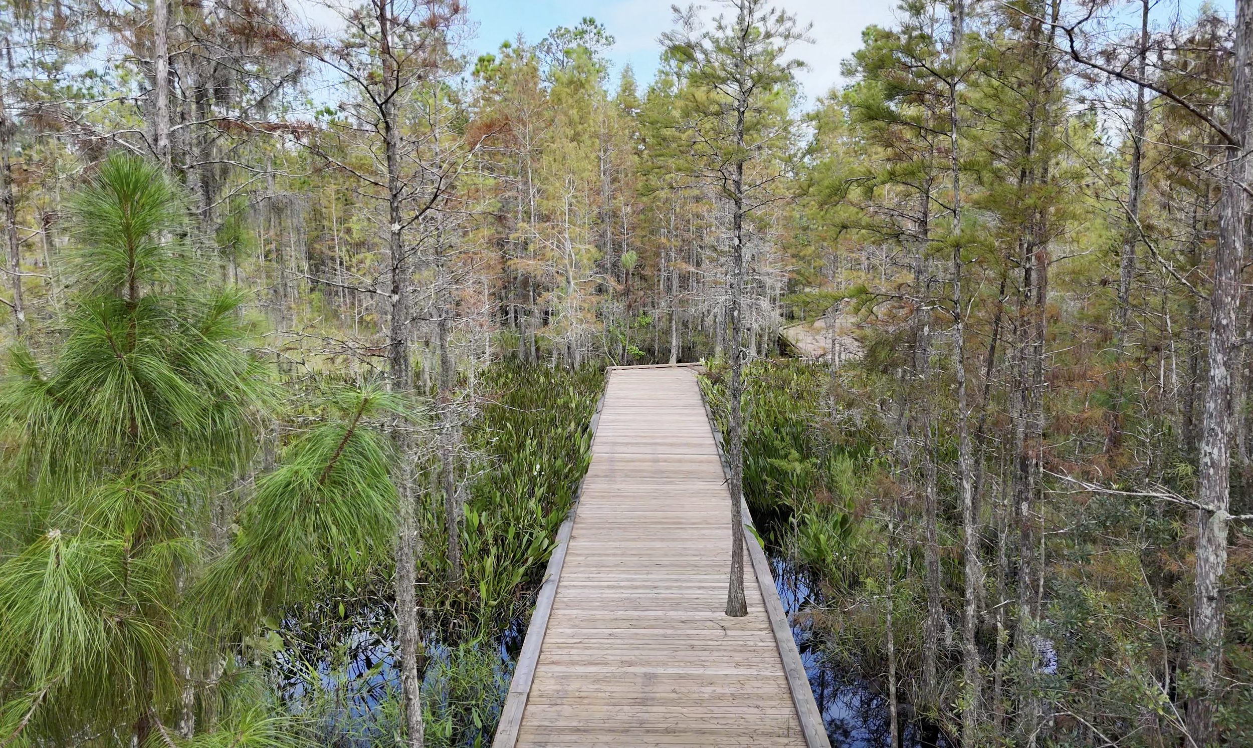 A wooden boardwalk crossing over swampy wetland with dense trees and green vegetation on either side.