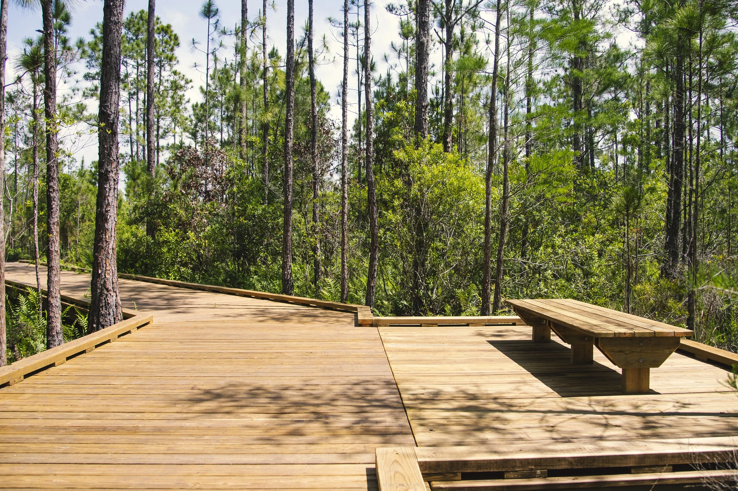 A wooden boardwalk trail through a lush green forest with tall pine trees and dense foliage, with benches and shaded areas.