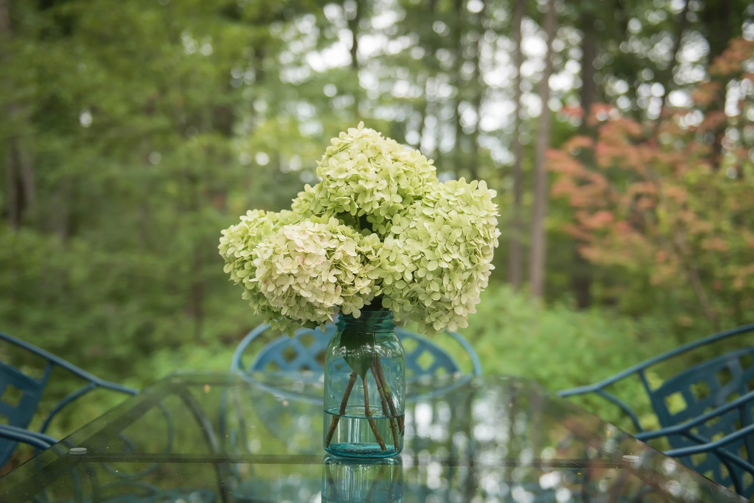 hyrdangeasoutsidetable