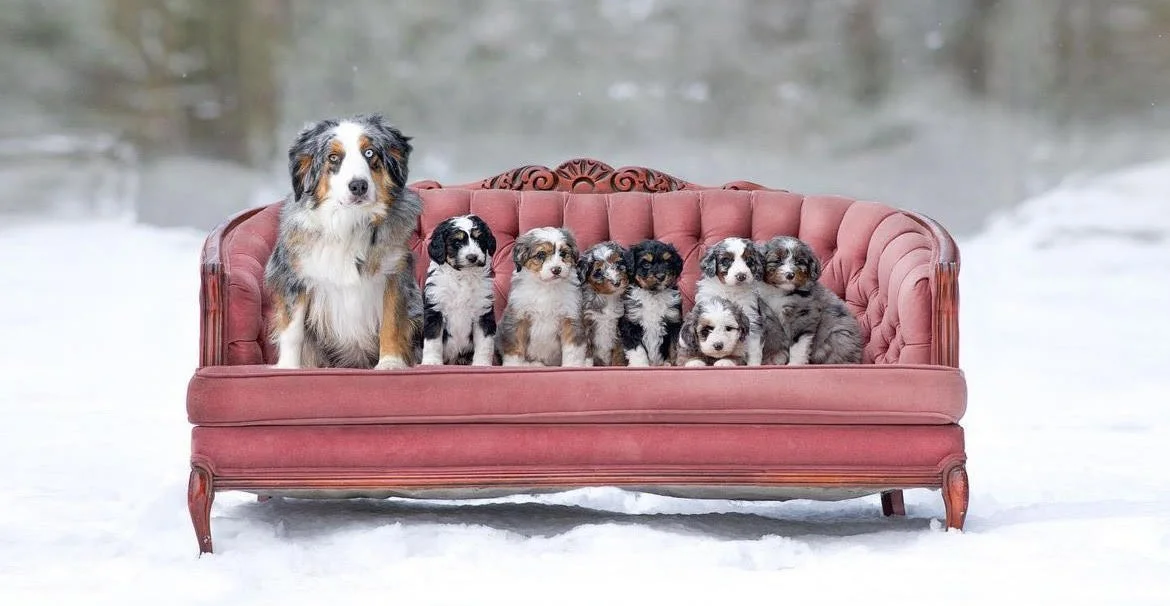 Cheam View 🐶 5 Things to Know Before Bringing Home Your Aussiedoodle Puppy ...