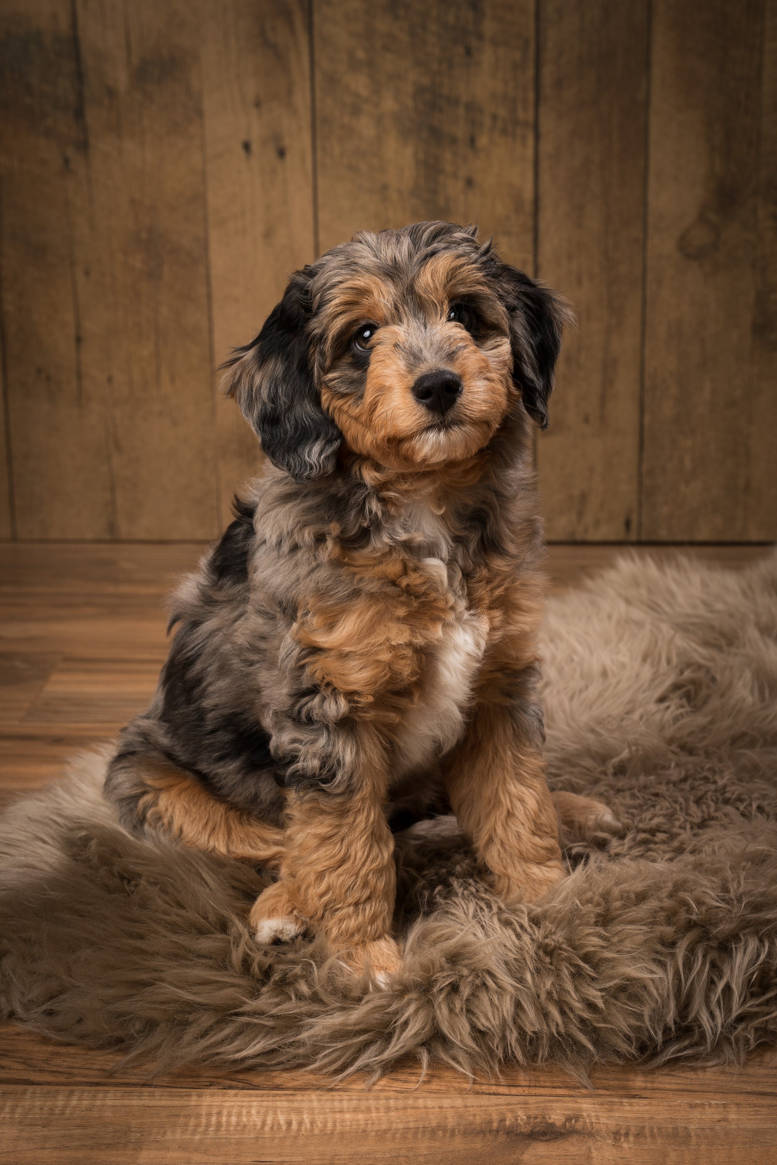 Adorable fluffy puppy with curly fur sitting on a faux fur rug against a wooden background.
