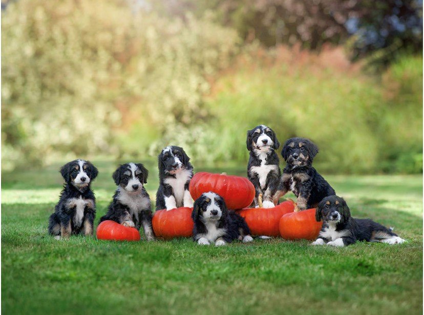 Group of puppies sitting on grass with pumpkins in a park setting.