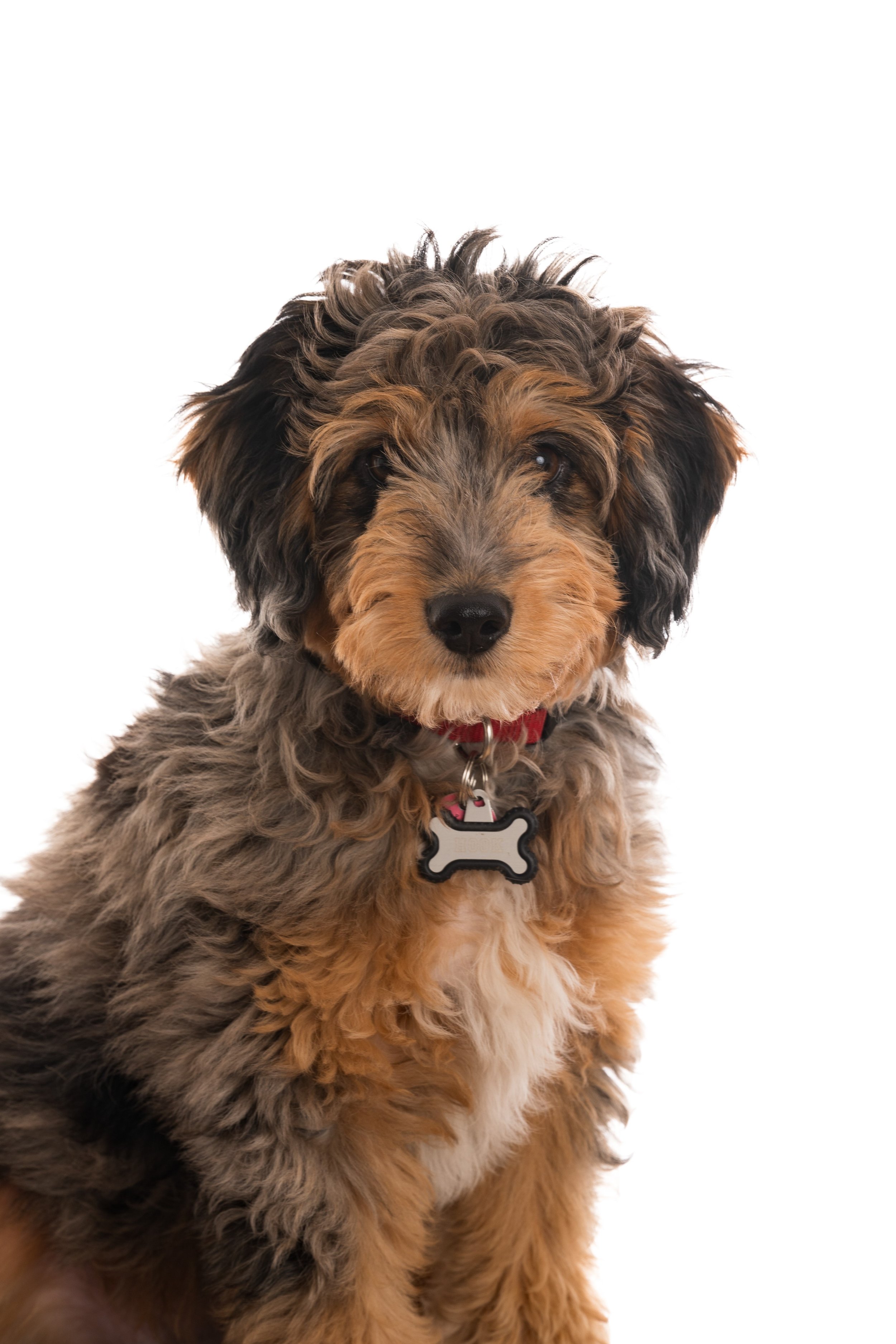 Fluffy brown and black puppy with a bone-shaped tag on a white background.