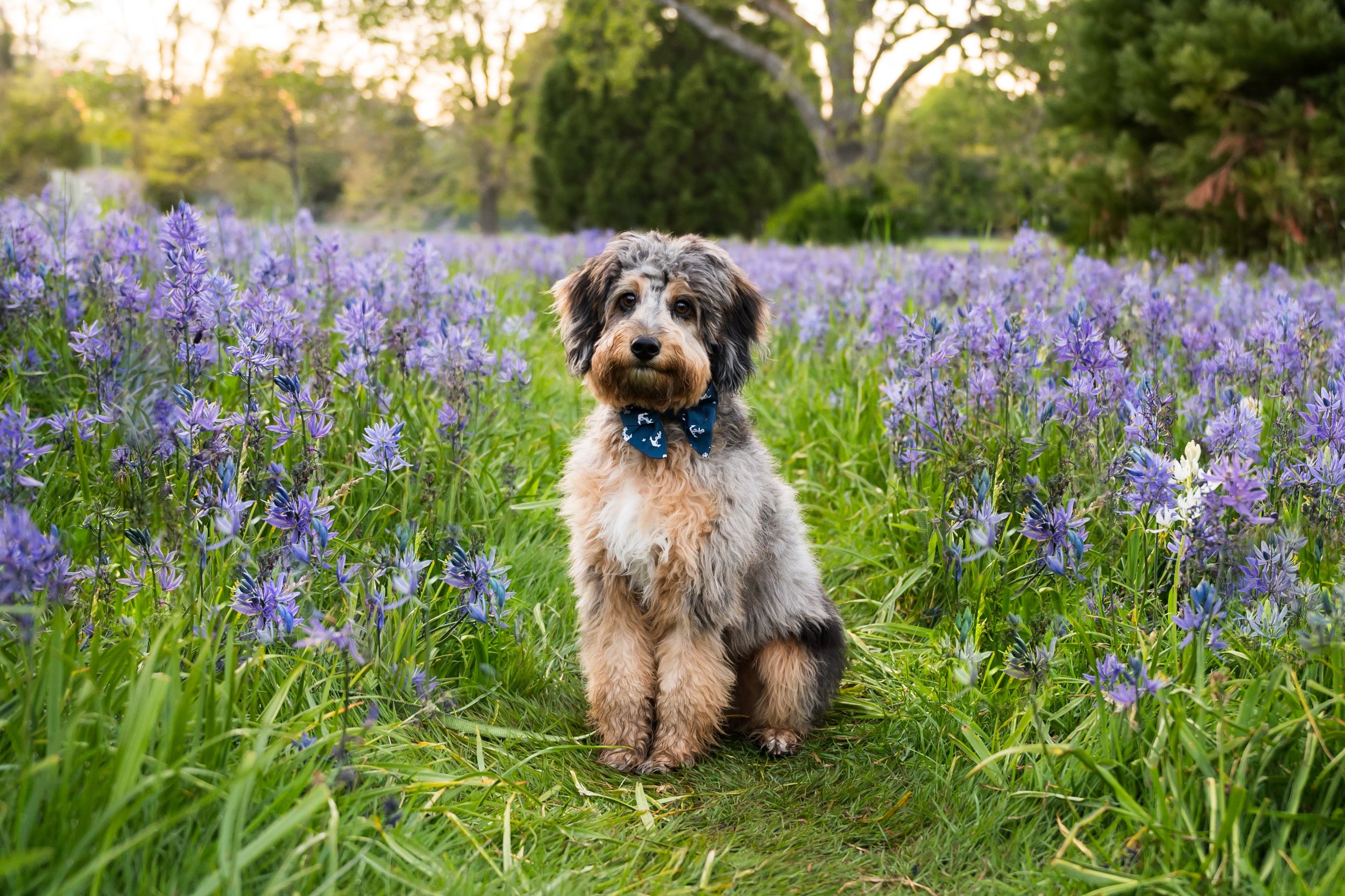 A fluffy dog with a blue bowtie sitting in a field of purple flowers, surrounded by greenery and trees in the background.