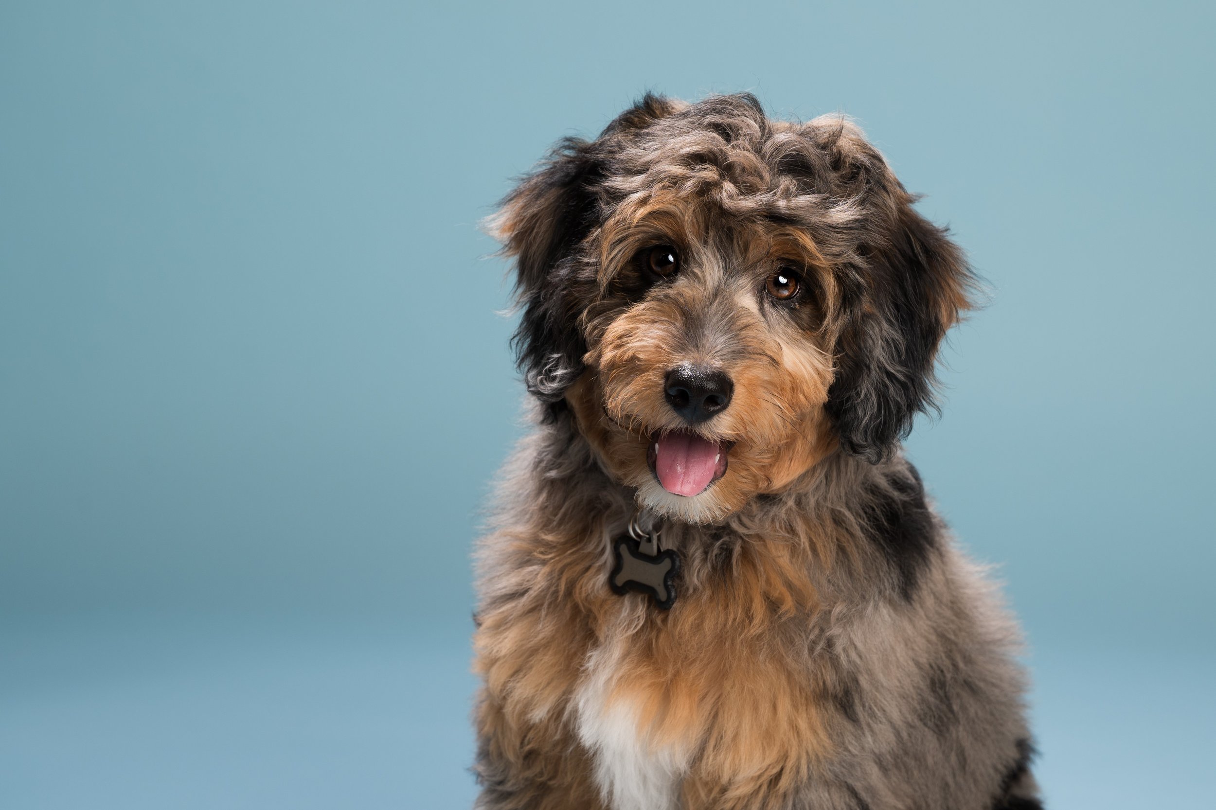 A fluffy, aussiedoodle dog with a brown, black, and white coat sitting against a blue background, wearing a bone-shaped tag.
