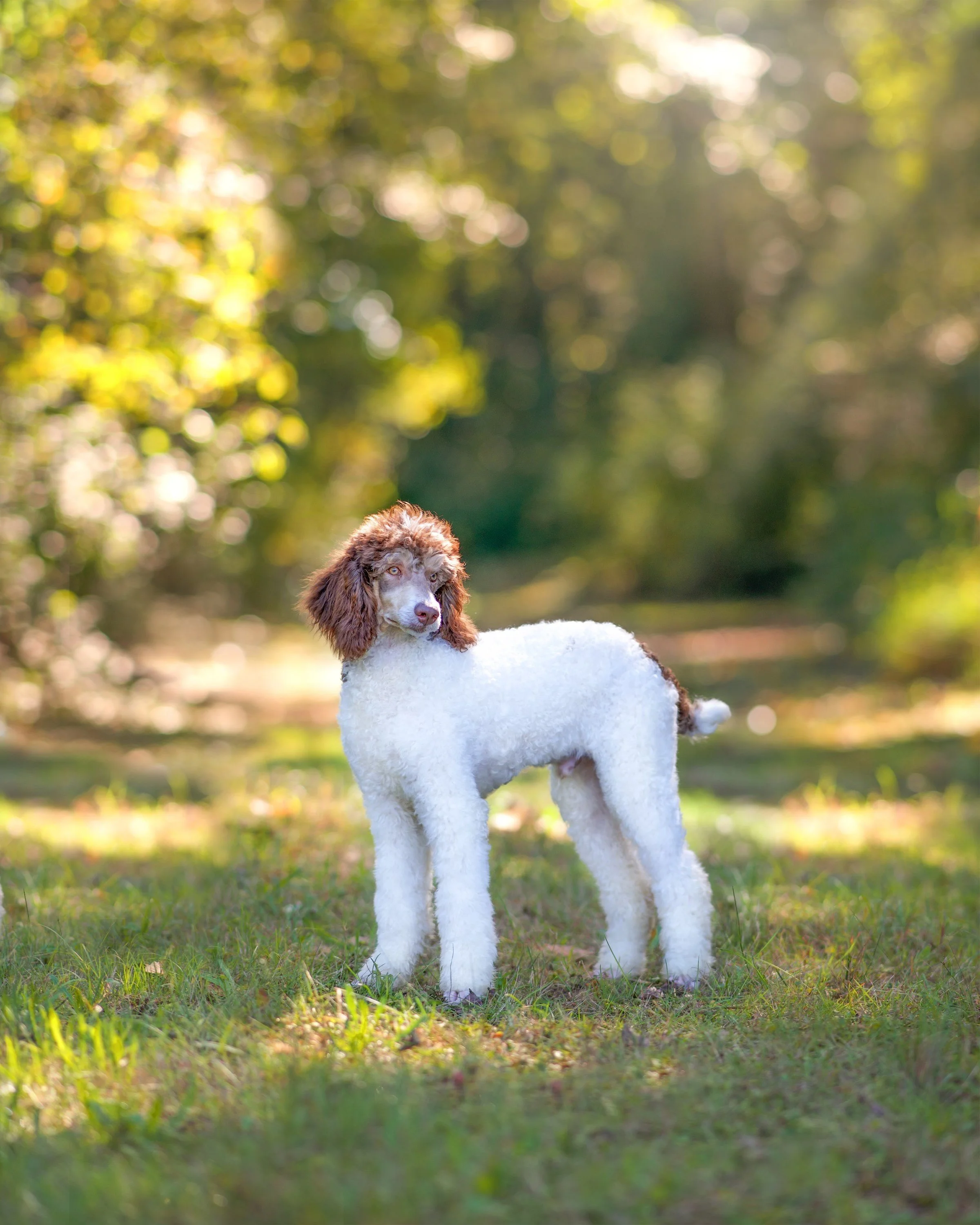 Cheam View Fraser Valley Aussie Doodles - Cheamview Doodles