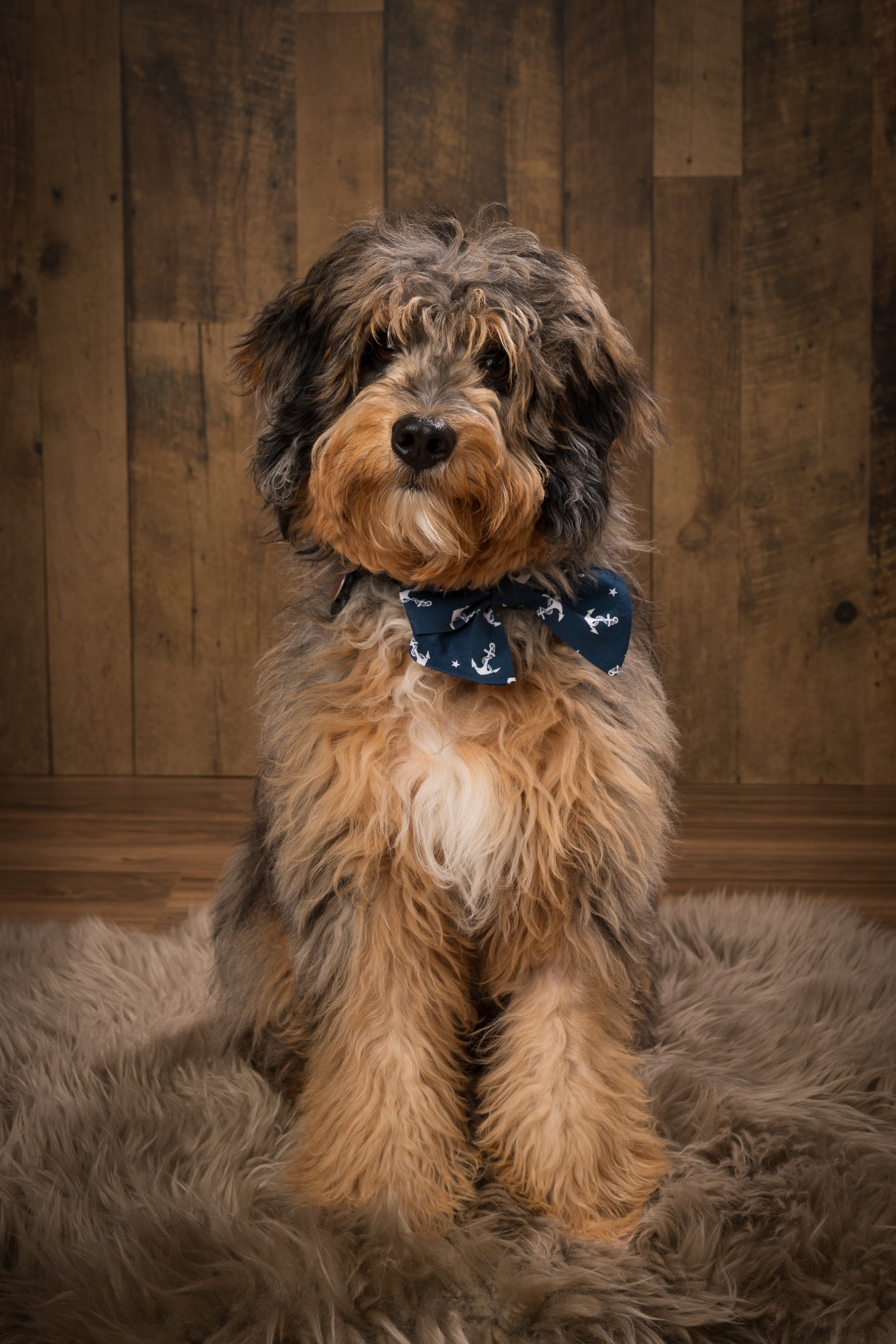 A fluffy brown and black dog wearing a blue bow tie with anchors sits on a shaggy gray rug against a wooden background.