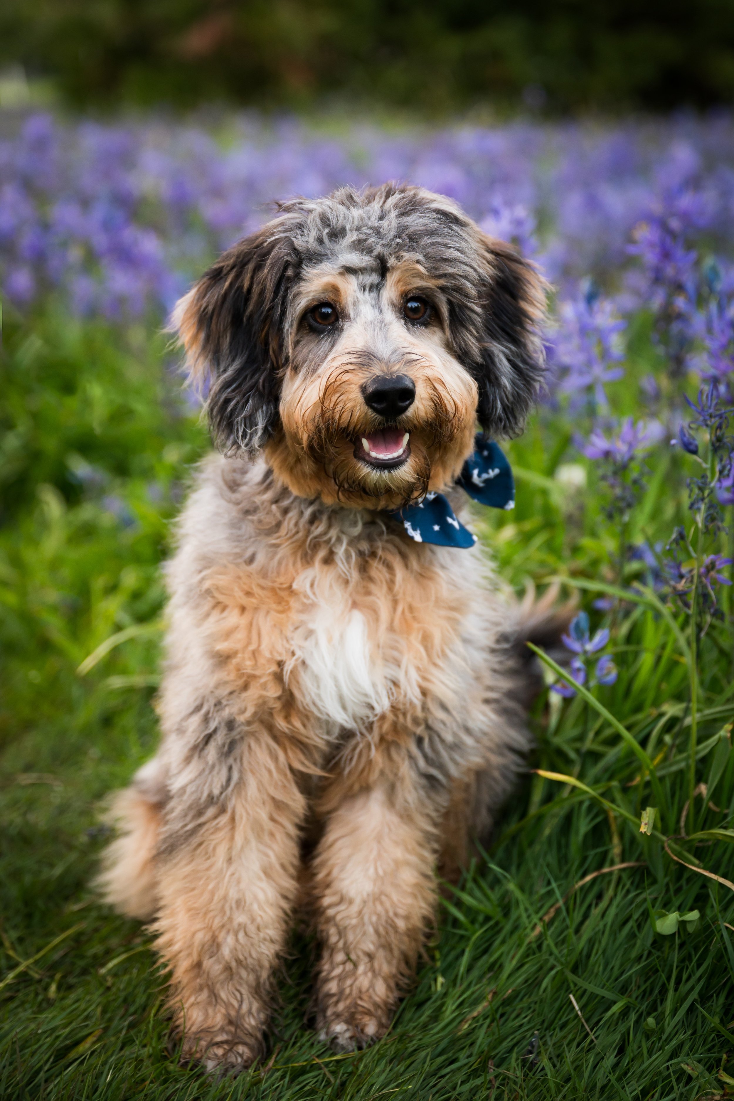 Fluffy dog with a blue bandana sitting in a field of purple flowers.