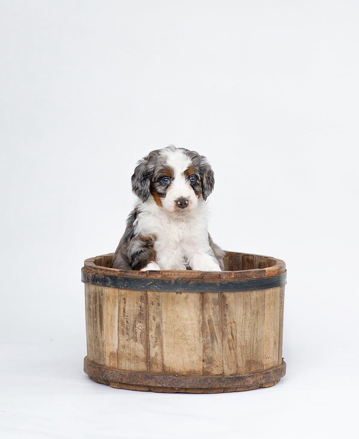 A small fluffy puppy sitting in a wooden barrel against a plain white background.