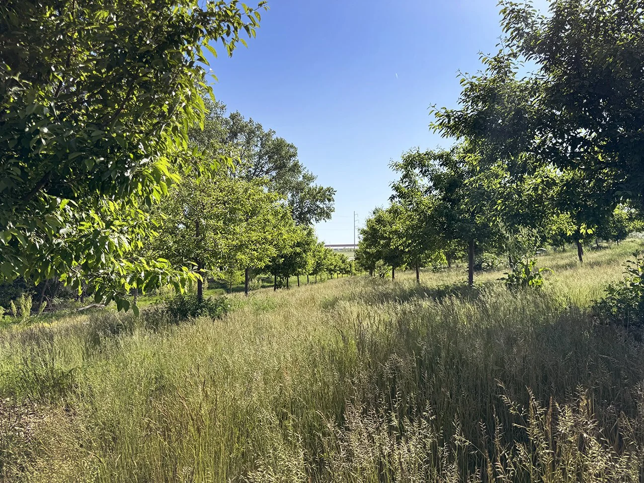 Orchard_Spring_2026.jpg