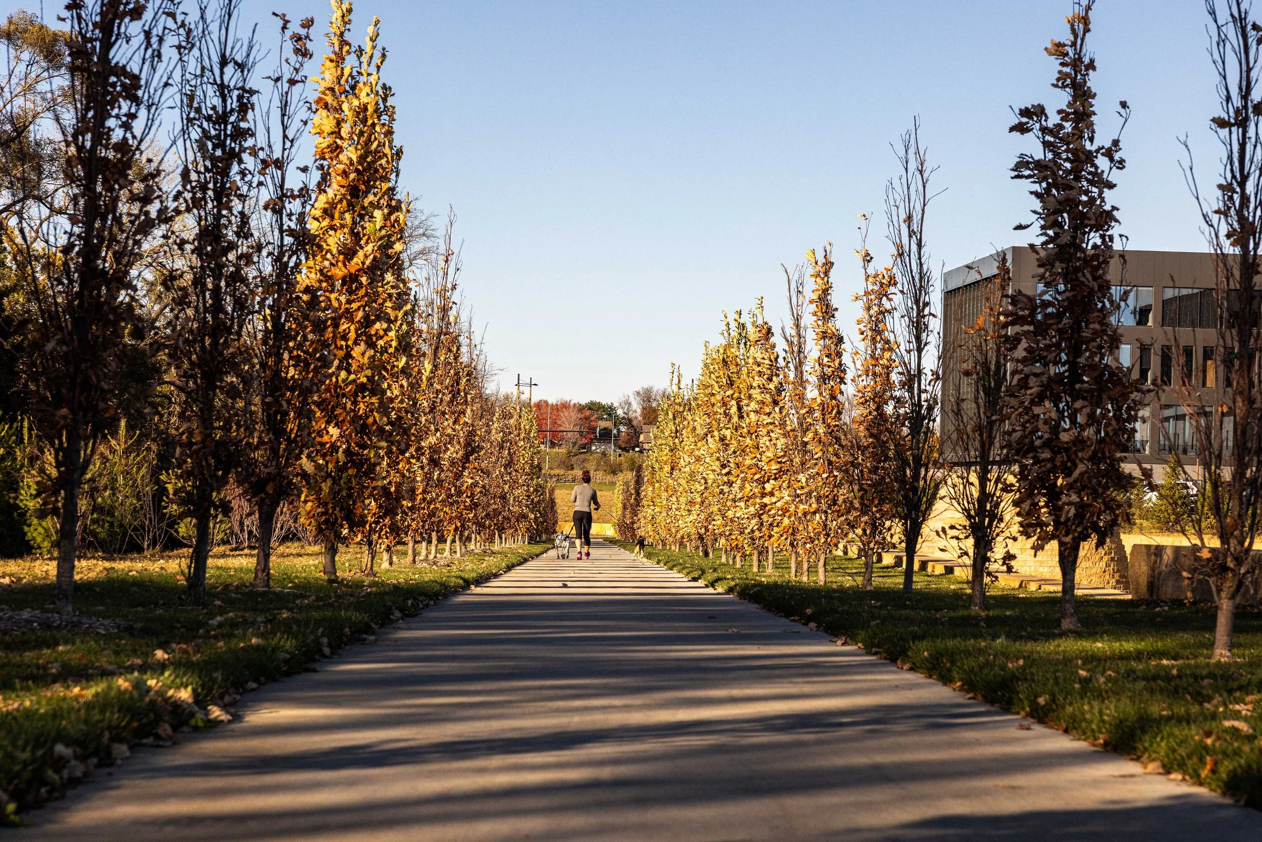 Linear_Fall Allee.jpg
