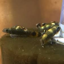 Panda Garra2.jpg