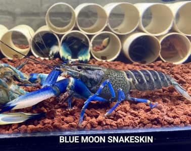 Cherax Crayfish5.jpg