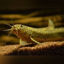 Dojo Loach.jpg