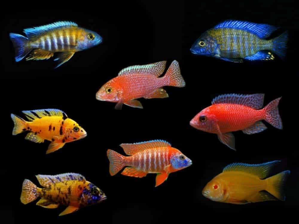 Assorted XL OB Peacock2.jpg
