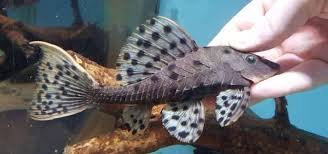 L264 Sultan Pleco.jpg