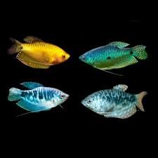 Assorted Gourami2.jpg